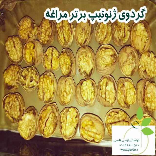 نهال گردو لارا پیوندی