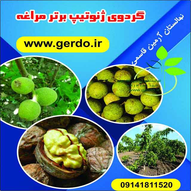 نهال گردو لارا پیوندی