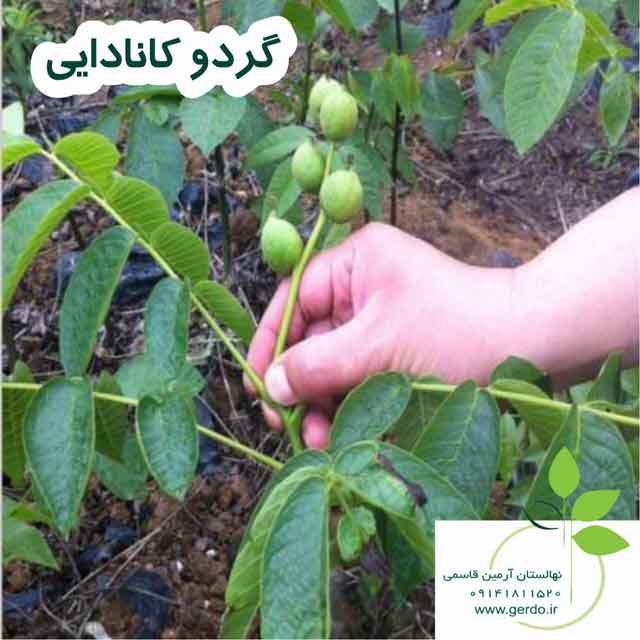 نهال گردو روند پیوندی