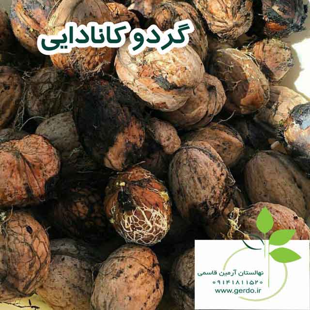 نهال گردو روند پیوندی