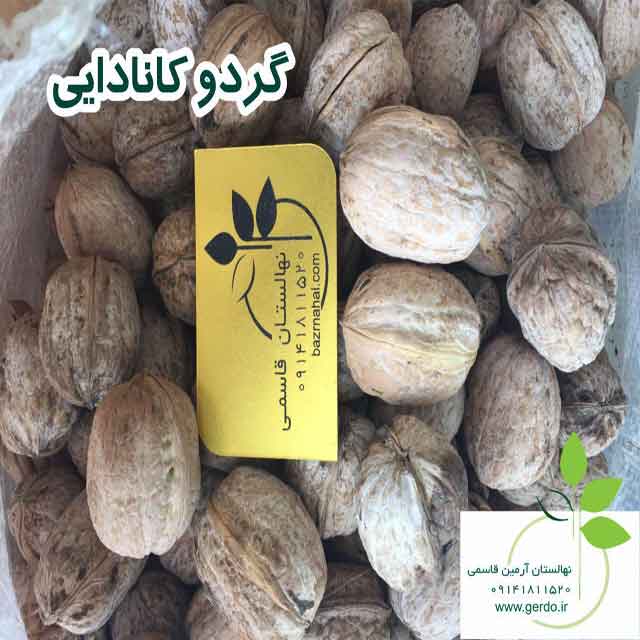نهال گردو روند پیوندی