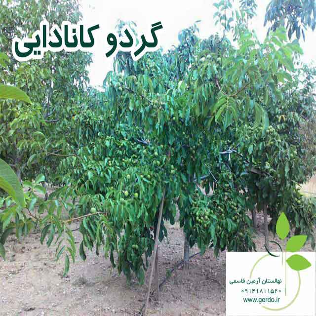 نهال گردو روند پیوندی