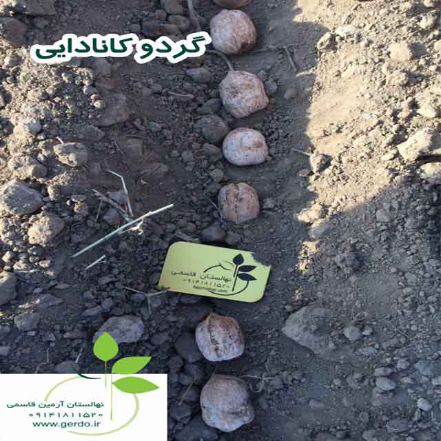 نهال گردو روند پیوندی