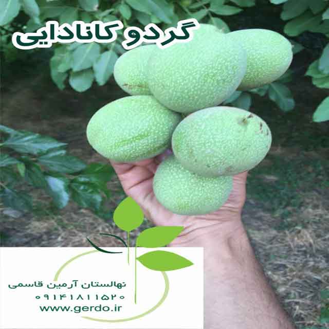 نهال گردو روند پیوندی