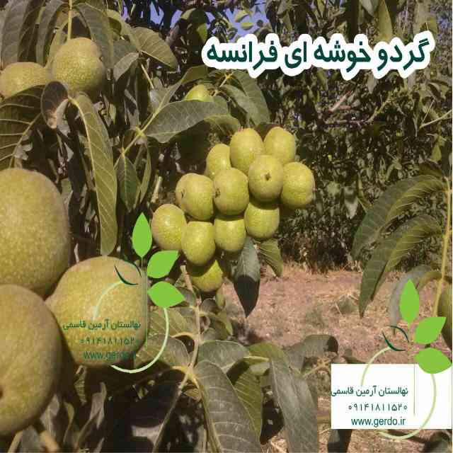 نهال گردو فرنور پیوندی