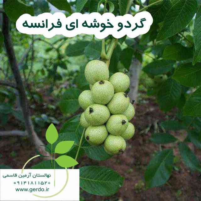 نهال گردو فرنور پیوندی