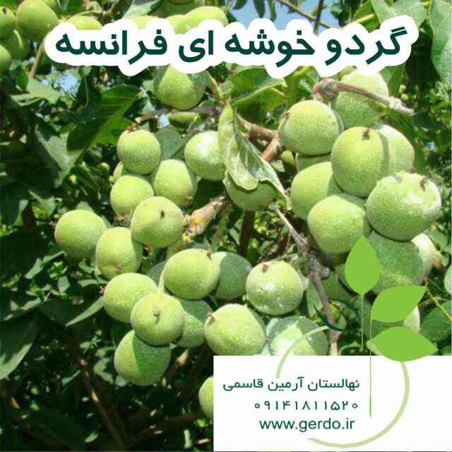 نهال گردو فرنور پیوندی