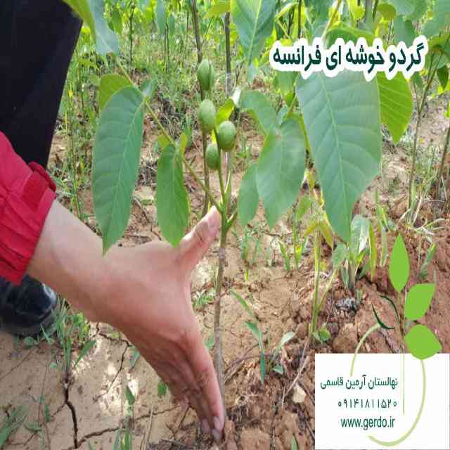 نهال گردو فرنور پیوندی