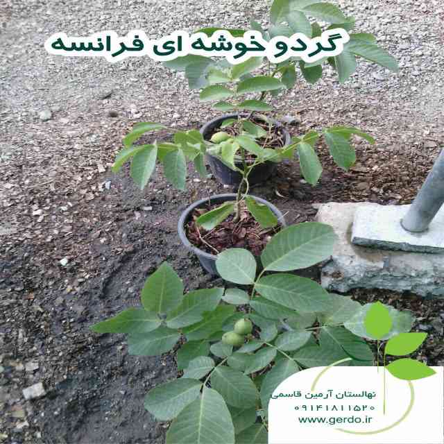 نهال گردو فرنور پیوندی