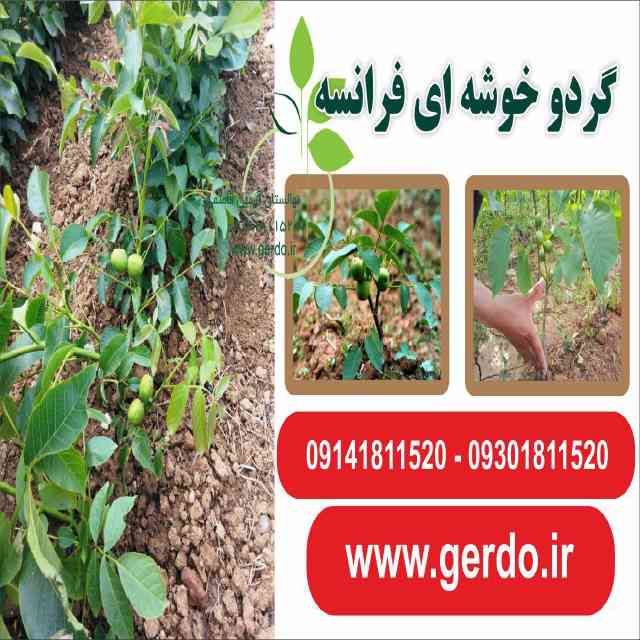 نهال گردو فرنور پیوندی