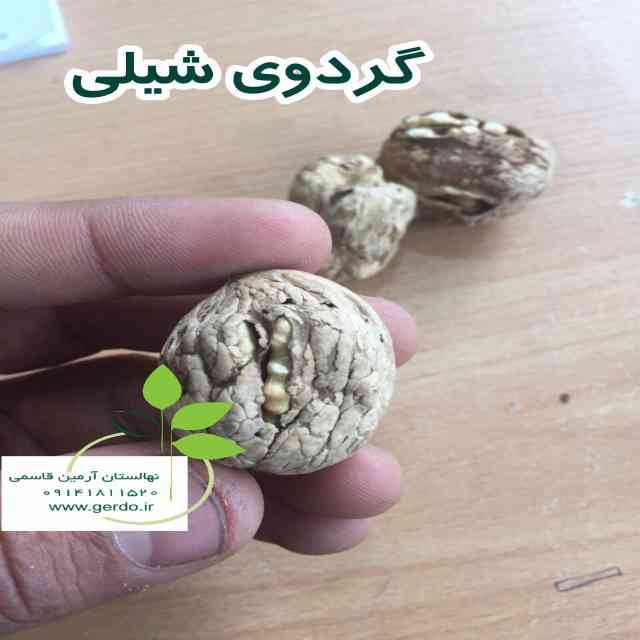 نهال گردو فرانکت پیوندی