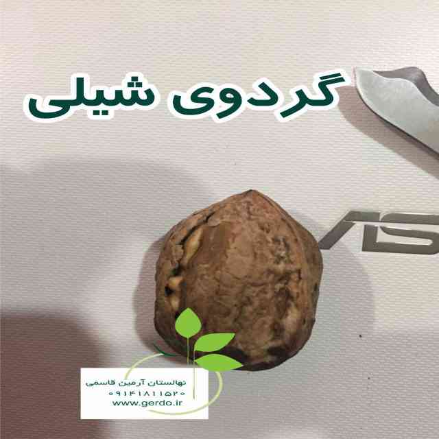 نهال گردو فرانکت پیوندی
