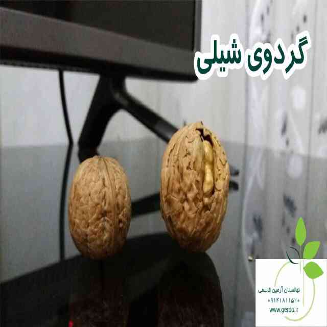 نهال گردو فرانکت پیوندی