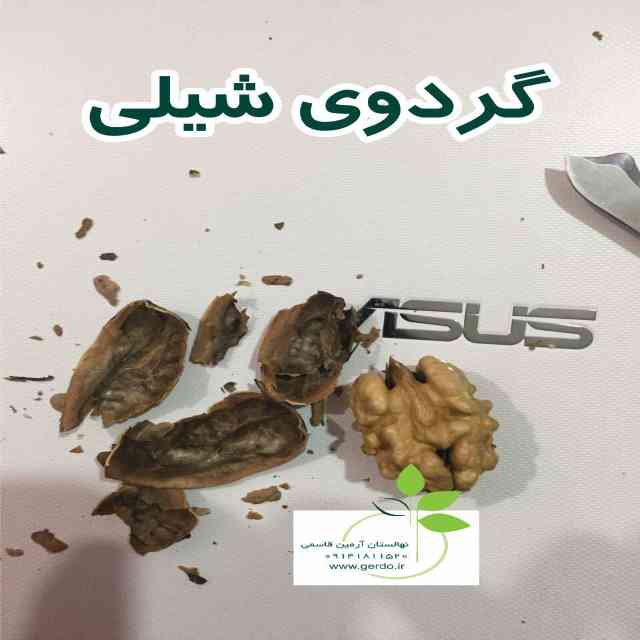 نهال گردو فرانکت پیوندی