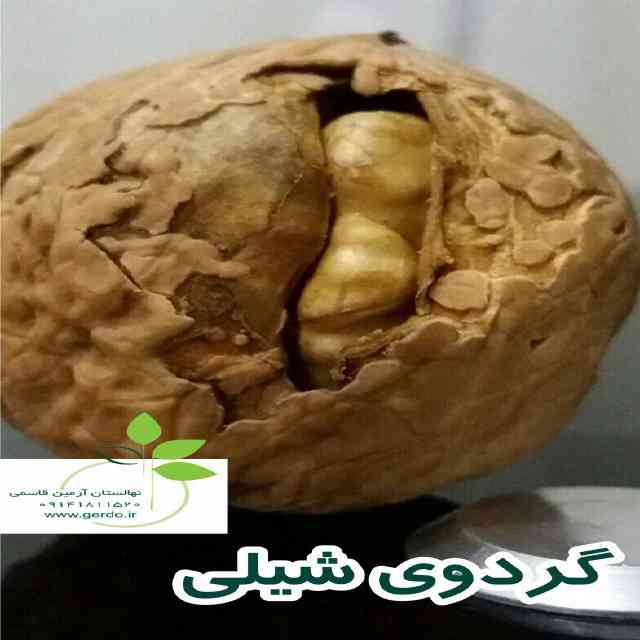 نهال گردو فرانکت پیوندی