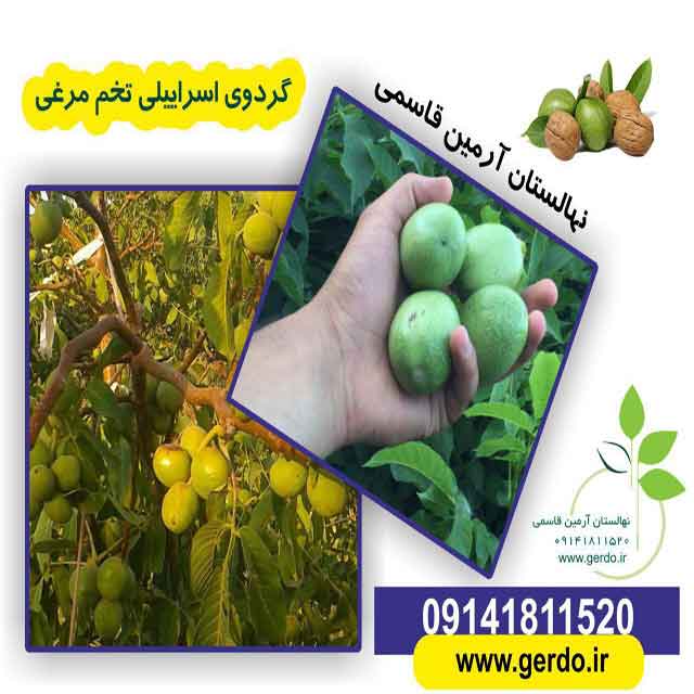 نهال گردو پدرو پیوندی