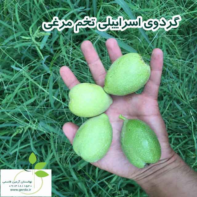 نهال گردو پدرو پیوندی