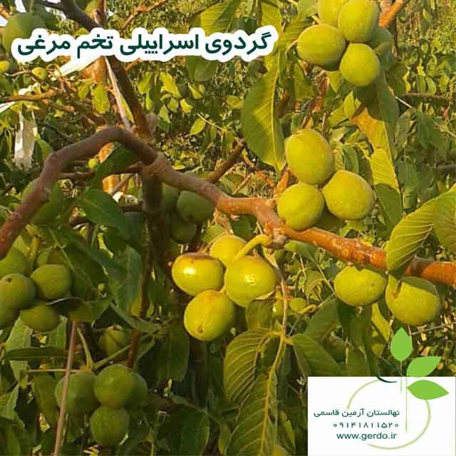 نهال گردو پدرو پیوندی