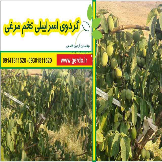 نهال گردو پدرو پیوندی