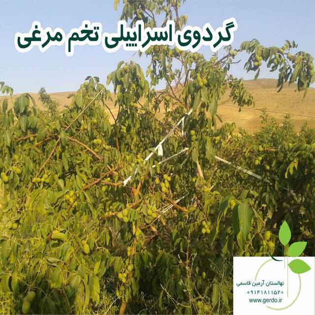 نهال گردو پدرو پیوندی