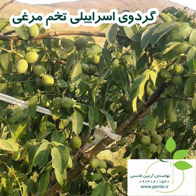 نهال گردو پدرو پیوندی