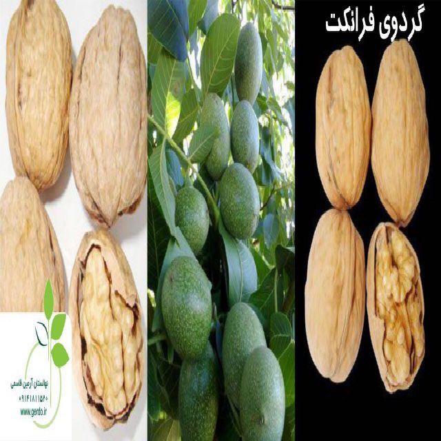 نهال گردو شیلی ژنوتیپ برتر