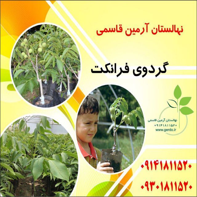 نهال گردو شیلی ژنوتیپ برتر
