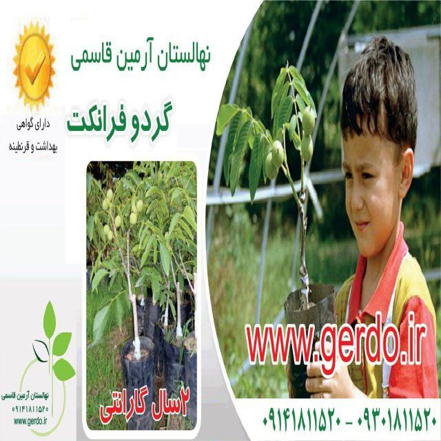 نهال گردو شیلی ژنوتیپ برتر