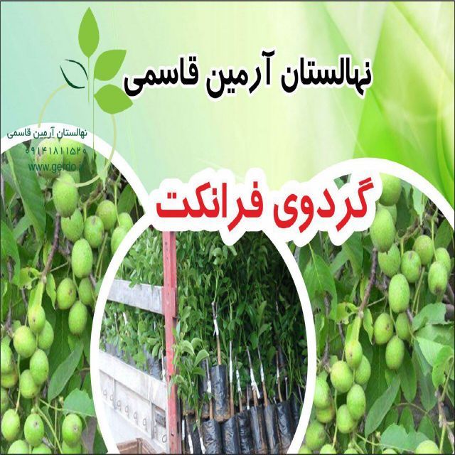 نهال گردو شیلی ژنوتیپ برتر