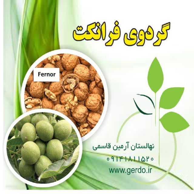 نهال گردو شیلی ژنوتیپ برتر