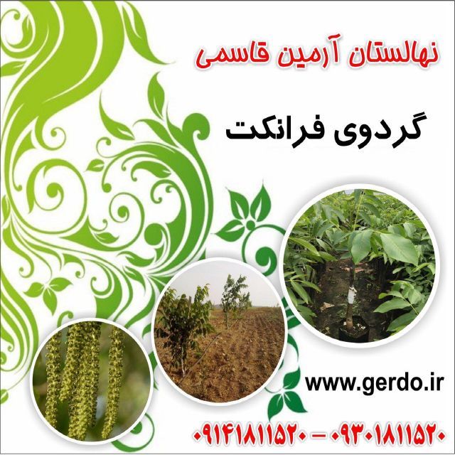 نهال گردو شیلی ژنوتیپ برتر