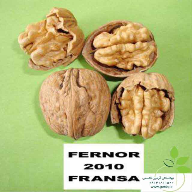 نهال گردو خوشه ای فرانسوی ژنوتیپ برتر