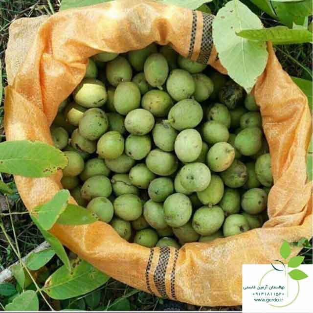 نهال گردو خوشه ای فرانسوی ژنوتیپ برتر