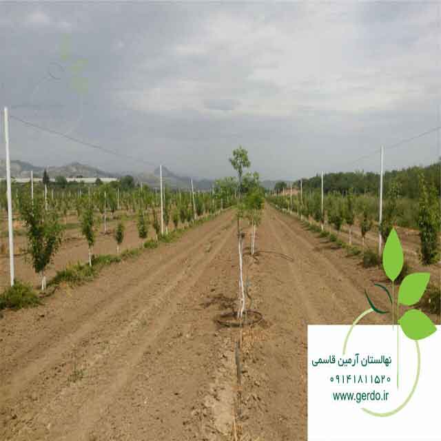 نهال گردو خوشه ای فرانسوی ژنوتیپ برتر
