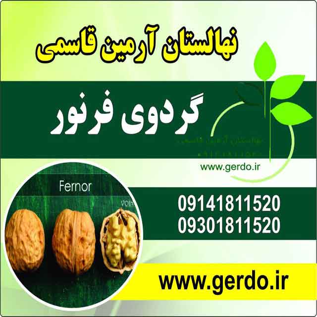 نهال گردو خوشه ای فرانسوی ژنوتیپ برتر