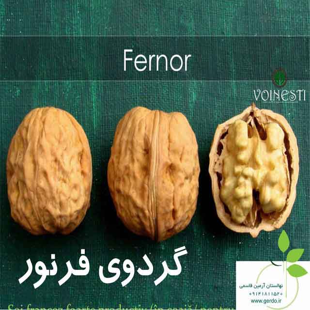 نهال گردو خوشه ای فرانسوی ژنوتیپ برتر