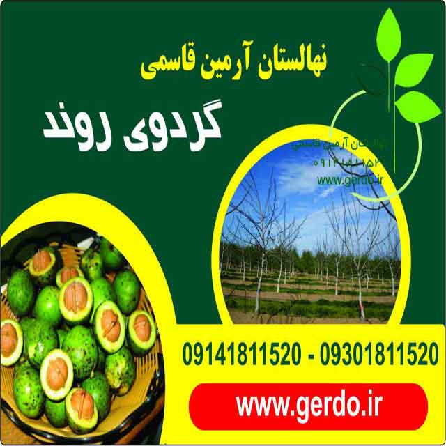 نهال گردو کانادایی ژنوتیپ برتر
