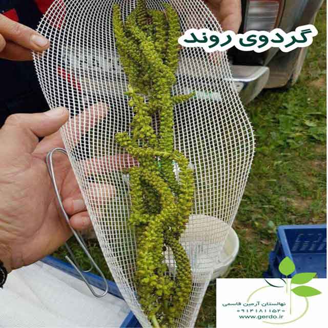 نهال گردو کانادایی ژنوتیپ برتر