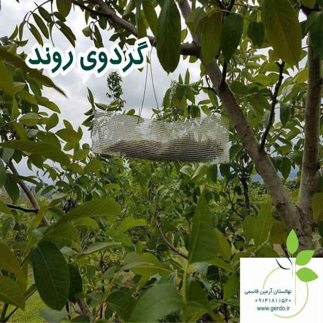 نهال گردو کانادایی ژنوتیپ برتر