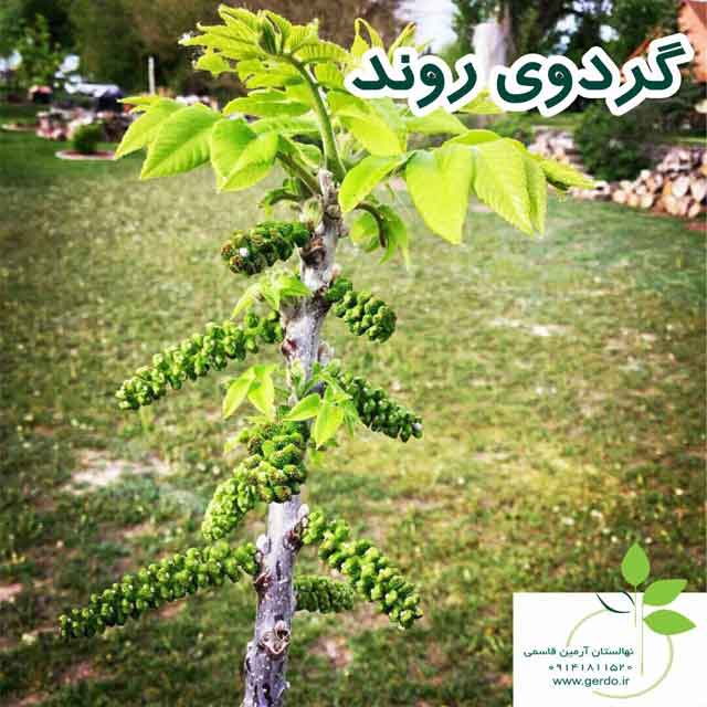 نهال گردو کانادایی ژنوتیپ برتر