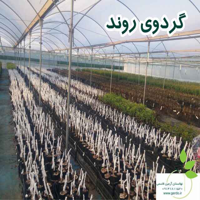 نهال گردو کانادایی ژنوتیپ برتر