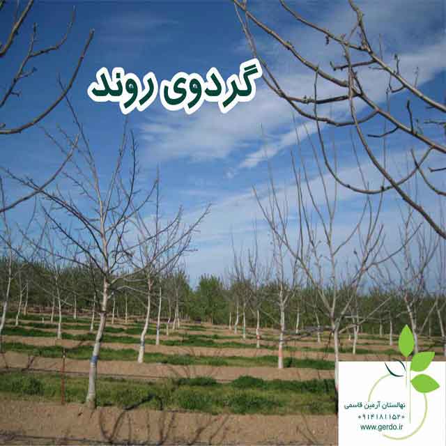 نهال گردو کانادایی ژنوتیپ برتر