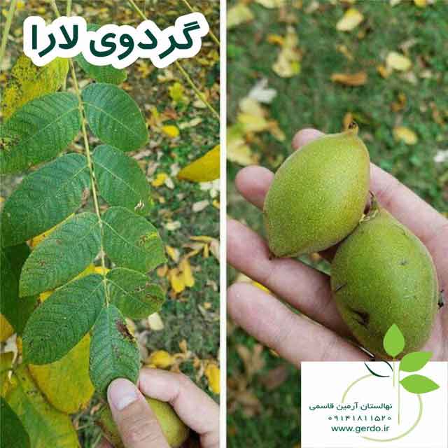 نهال گردو مراغه ژنوتیپ برتر