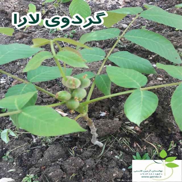 نهال گردو مراغه ژنوتیپ برتر