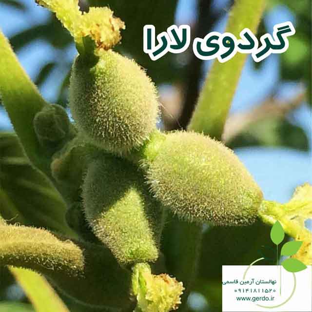 نهال گردو مراغه ژنوتیپ برتر
