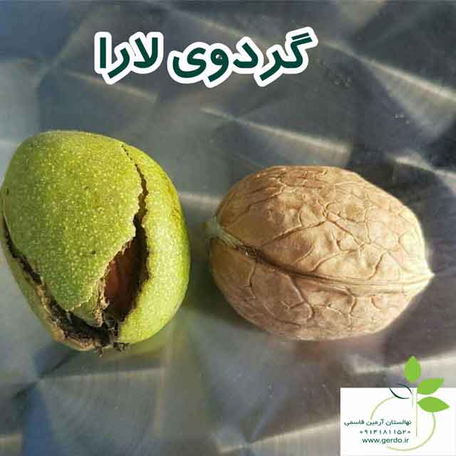 نهال گردو مراغه ژنوتیپ برتر