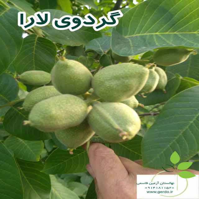 نهال گردو مراغه ژنوتیپ برتر