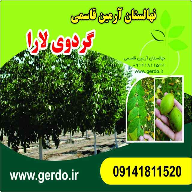 نهال گردو مراغه ژنوتیپ برتر