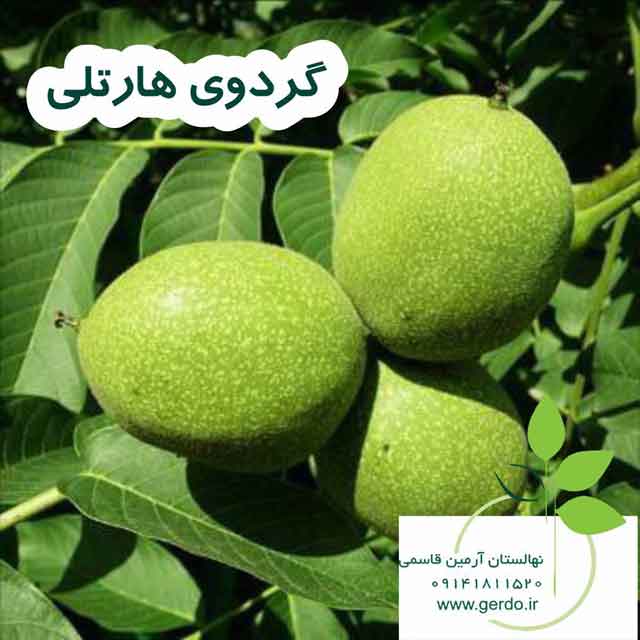 نهال گردو آرمین قاسمی ژنوتیپ برتر