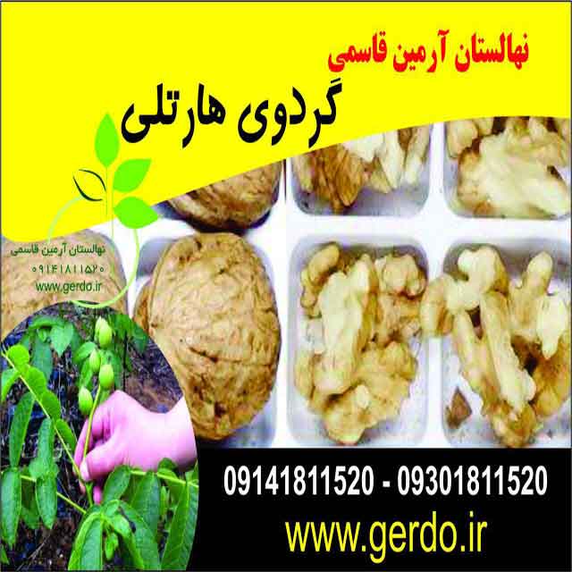 نهال گردو آرمین قاسمی ژنوتیپ برتر